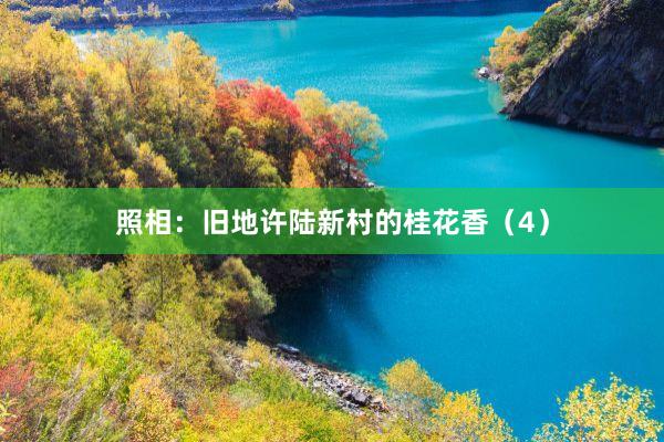 照相：旧地许陆新村的桂花香（4）